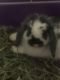 Holland Lop Rabbits for sale in Queens, NY, USA. price: $210