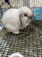 Holland Lop Rabbits for sale in Tampa, FL, USA. price: NA