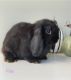 Holland Lop Rabbits for sale in San Diego, CA, USA. price: $120