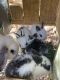 Holland Lop Rabbits for sale in King, NC, USA. price: NA