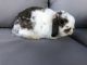 Holland Lop Rabbits for sale in Long Beach, CA 90805, USA. price: NA