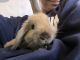 Holland Lop Rabbits for sale in Cherry Hill, NJ, USA. price: NA