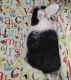 Holland Lop Rabbits for sale in VLG WELLINGTN, FL 33470, USA. price: $200