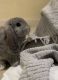 Holland Lop Rabbits for sale in Charlotte, NC 28277, USA. price: NA