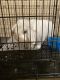 Holland Lop Rabbits for sale in Yonkers, NY, USA. price: NA