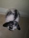 Holland Lop Rabbits for sale in Houston, TX, USA. price: NA