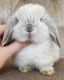 Holland Lop Rabbits for sale in Grand Blanc, MI 48439, USA. price: NA