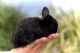Holland Lop Rabbits for sale in Phoenix, AZ, USA. price: $70