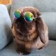 Holland Lop Rabbits for sale in Eagle, ID, USA. price: $70