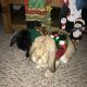 Holland Lop Rabbits for sale in Laurel, MD, USA. price: $100