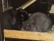 Holland Lop Rabbits for sale in Redmond, WA, USA. price: $100
