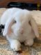Holland Lop Rabbits for sale in Fort Mill, SC, USA. price: NA