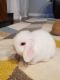 Holland Lop Rabbits for sale in 36821 Carriage Dr, Sterling Heights, MI 48310, USA. price: NA