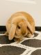 Holland Lop Rabbits for sale in Carrollton, TX, USA. price: NA