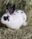 Holland Lop Rabbits for sale in Corpus Christi, TX, USA. price: NA