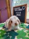 Holland Lop Rabbits for sale in Gainesville, FL, USA. price: NA