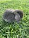 Holland Lop Rabbits for sale in Humble, TX, USA. price: NA