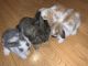 Holland Lop Rabbits for sale in Vallejo, CA, USA. price: NA