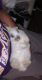 Holland Lop Rabbits for sale in Frisco, TX, USA. price: $400