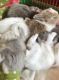 Holland Lop Rabbits for sale in Senoia, GA 30276, USA. price: NA