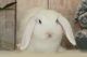 Holland Lop Rabbits for sale in Pawleys Island, SC, USA. price: NA
