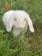 Holland Lop Rabbits for sale in Aspen Hill, MD 20906, USA. price: NA