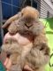 Holland Lop Rabbits for sale in St Cloud, MN, USA. price: NA