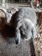 Holland Lop Rabbits for sale in China Township, MI 48054, USA. price: $50