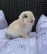 Holland Lop Rabbits for sale in New York, NY, USA. price: $400
