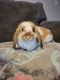 Holland Lop Rabbits for sale in 11723 Turtle Lake Dr, Houston, TX 77064, USA. price: NA