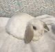 Holland Lop Rabbits for sale in Hermitage, Nashville, TN, USA. price: $100