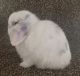 Holland Lop Rabbits for sale in Bayou La Batre, AL, USA. price: NA