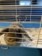 Holland Lop Rabbits for sale in Fishers, IN, USA. price: $75