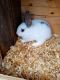 Holland Lop Rabbits for sale in Shipshewana, IN 46565, USA. price: $60