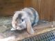 Holland Lop Rabbits for sale in Diamond Springs, CA, USA. price: NA