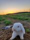 Holland Lop Rabbits for sale in Tecumseh, MI 49286, USA. price: NA