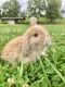 Holland Lop Rabbits for sale in Olive Hill, KY 41164, USA. price: NA
