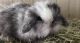 Holland Lop Rabbits for sale in Encinitas, CA, USA. price: NA