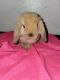 Holland Lop Rabbits for sale in Pittsburgh, PA, USA. price: $100