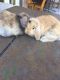 Holland Lop Rabbits for sale in Oceanside, CA 92056, USA. price: $300