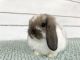Holland Lop Rabbits for sale in College Station, TX, USA. price: NA