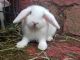 Holland Mini-Lop Rabbits for sale in Netcong, NJ 07857, USA. price: NA