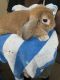 Holland Mini-Lop Rabbits for sale in Temple Terrace, FL, USA. price: $75