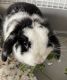 Holland Mini-Lop Rabbits for sale in McKinney, TX 75072, USA. price: $200