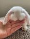 Holland Mini-Lop Rabbits for sale in Coral Gables, FL, USA. price: NA
