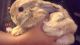 Holland Mini-Lop Rabbits for sale in Carrollton, TX, USA. price: $225