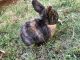 Holland Mini-Lop Rabbits for sale in Lynchburg, VA, USA. price: NA