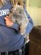 Holland Mini-Lop Rabbits for sale in Oradell, NJ 07649, USA. price: NA
