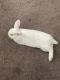 Holland Mini-Lop Rabbits for sale in Niagara Falls, NY, USA. price: $200