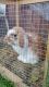 Holland Mini-Lop Rabbits for sale in Stockton, CA, USA. price: $60